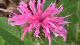 Bee Balm Monarda From Spring To Summer [upl. by Kwok]