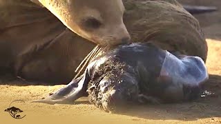 Newborn Seal Pup Attacked By Hyena [upl. by Meehsar582]