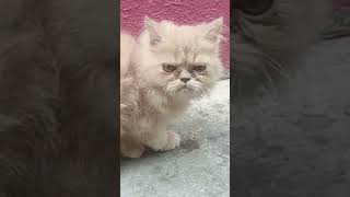 Persian cat kittens sale dollfacepersiancat [upl. by Baugh475]