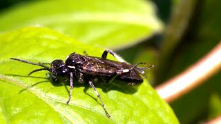 Allantus cinctus sawfly [upl. by Alet993]