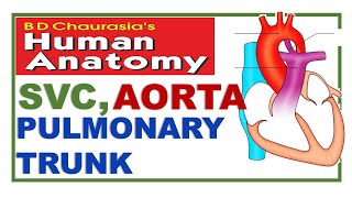 Chp19  Superior Vena Cava  Aorta  Pulmonary Arteries  Thorax  Dr Asif Lectures [upl. by Nebur259]