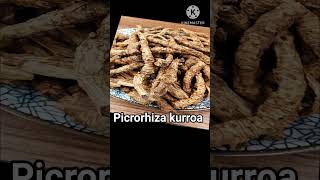 Kutki  कुटकी  कटुकी Picrororhyza kurroa [upl. by Cleopatre489]