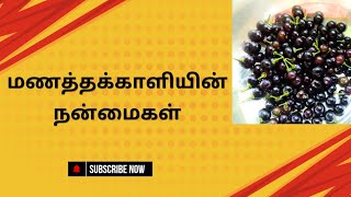 benefits of sun berry in tamilமணத்தக்காளி கீரையின் பயன்கள் [upl. by Elisee514]