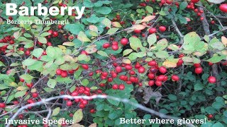 ⟹ BARBERRY  Berberis thunbergii  A very thorny plant an really hard to remove heres why [upl. by Einnil]