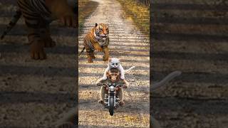 Cute kitten and monkey run from tiger catvideos cutecats catlover trendingshorts [upl. by Aredna]