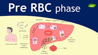 Plasmodium  Malaria Exoerythrocytic schizogony  Parasitology  Basic Science Series [upl. by Alhan]