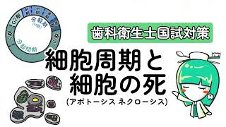 細胞周期と細胞死（アポトーシス ネクローシス）【歯科衛生士国試対策】 [upl. by Atinev]