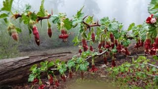 ASMR My Trip To The Giant Forest [upl. by Yert]