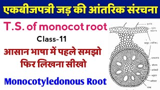 एकबीजपत्री जड़ की आंतरिक संरचना  ts of monocot root under microscope  ek bij patri jad ki kaat [upl. by Faruq]