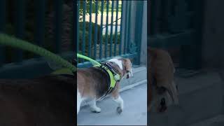 Beagles fat camp day 5 with obstacles [upl. by Pampuch]