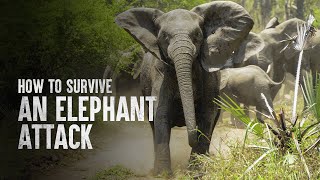 How to Survive an Elephant Attack [upl. by Ahtennek]