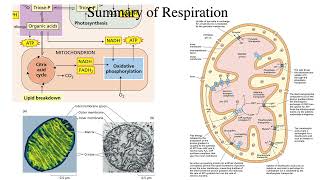 Plant Physiology Lecture 10 Carbon metabolism and storage [upl. by Drawoh397]