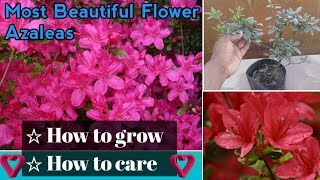 How to grow azaleas in pots  How to care for azaleas [upl. by Ibrad]