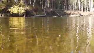 Arctic Grayling Fishing in Fairbanks Alaska Aeschen Fischen in Alaska [upl. by Gwenneth]