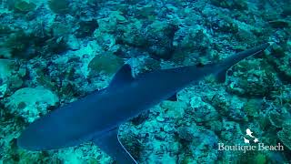 311024  Dives at Bodufinulhu Thila Maamigili Corner amp Lux MIddle Beyru near Dhigurah  Maldives [upl. by Conners]