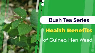 Health Benefits of Guinea Hen Weed  Bush Tea Series  Jamaican Things [upl. by Niowtna926]