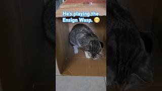 The ensign wasp and our playful kitten Felix 🥰 kitten cute [upl. by Emmy]