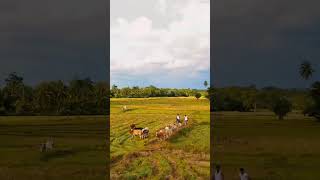 Serene countryside vibes 🌾✨ Herding cattle under a golden sky 🐄💛 goldenhour farmlife drone [upl. by Clementia]