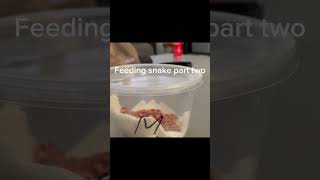 Feeding snake part two Snake CornSnake￼ Mouse￼￼ [upl. by Hilly316]