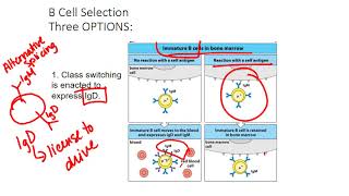 B cell Selection [upl. by Eilla849]