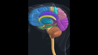 Basal ganglia  Basal Nuclei 3D Putaman Caudate Globus pallidus Fornix Hippocampus Amygdala Thalamus [upl. by Ekul]