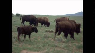 Original Music Where The Buffalo Roam [upl. by Damarra]