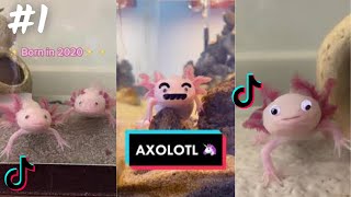 Axolotl  TikTok Compilation 2023 4K [upl. by Ciryl278]