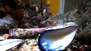 Cancer pagurus edible crab feeding in British Native Marine Aquarium [upl. by Fast]