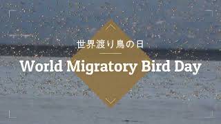 World Migratory Bird Day世界渡り鳥の日2024 [upl. by Aneerehs]