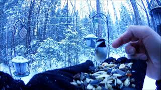 Petting Chickadees Dec172018 [upl. by Kassity]