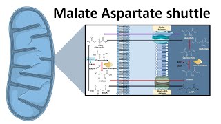 Malate aspartate shuttle system [upl. by Lasley]