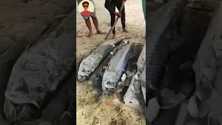 Giant Tarpon Fish😱shorts [upl. by Hanikas]