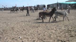 Rodeo de Burros Carrizalillo [upl. by Eiramanel]