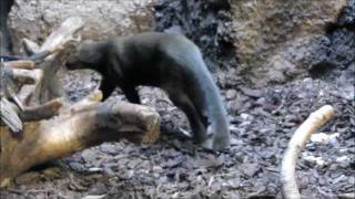 quotJaguarundisquotLive Video von Wolfgang Schmökel [upl. by Dukey]