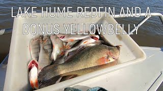 Lake Hume Redfin And A Bonus Yellowbelly [upl. by Dilaw]