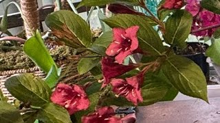 How to Prune Weigela for Maximum Bloom and Growth [upl. by Dygall]