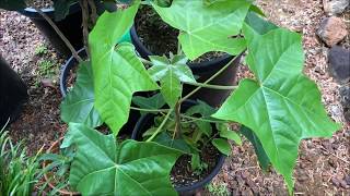 Growing KUKUI NUT collected  Candlenut  Aleurites Moluccanus IT GROWS FAST [upl. by Loggins791]