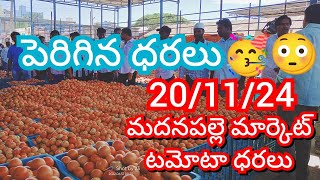 201124 Madanapalle Tomato Market price Today  Today Tomato Market Rate in Madanapalle today [upl. by Karlik]