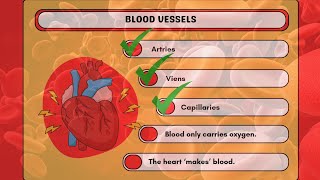 Inside Your Blood Vessels Exploring Arteries Veins amp Capillaries [upl. by Paddy]