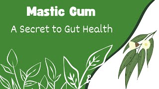 Mastic Gum A Secret to Gut Health [upl. by Goober500]