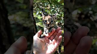 Wonderful of a baby Eurasian lynx [upl. by Nnanaej]