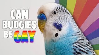 Can Budgies be Gay [upl. by Eilatan409]