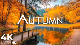 Enchanting Autumn Forests with Beautiful Piano Music🍁4K Autumn Ambience amp Fall Foliage 20 [upl. by Rhody]