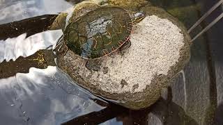 Tortugas comiendo filete de Tilapia Pseudemys nelsoni y Chrysemys picta bellii [upl. by Trevorr]