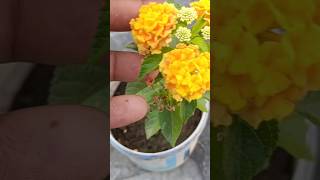 I Tested Lantana Cuttings [upl. by Norag39]