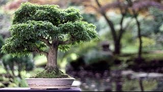 Bonsai trees [upl. by Akieluz]