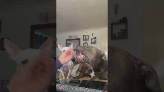 Banned Muzzled XLBully Fights For His Treat xlbully dog puppy pitbull chihuahua doglover [upl. by Neleb]