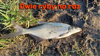 Dwie ryby na raz [upl. by Oiril]