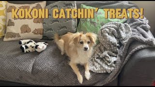 Kokoni Dog Loves Catching Treats dogtricks kokoni littledogs [upl. by Perry]