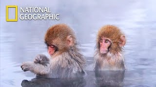 Save Baby Japanese Macaque from the Intruder｜National Geographic [upl. by Herwig]